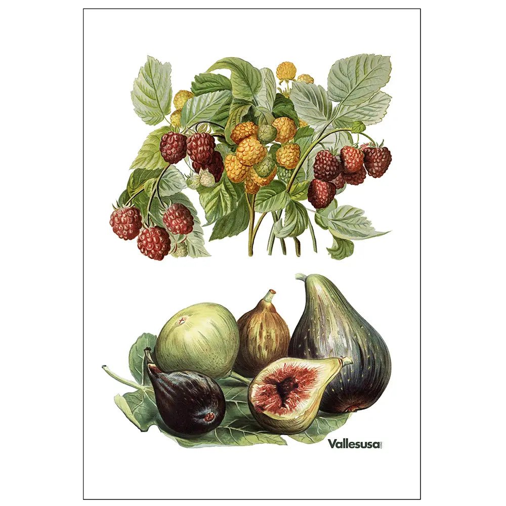 Strofinaccio 50x75cm Vallesusa Fichi - Biancheria da sogno Pedata