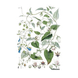 Strofinaccio 50x80 Vallesusa Ipomea - Biancheria da sogno Pedata